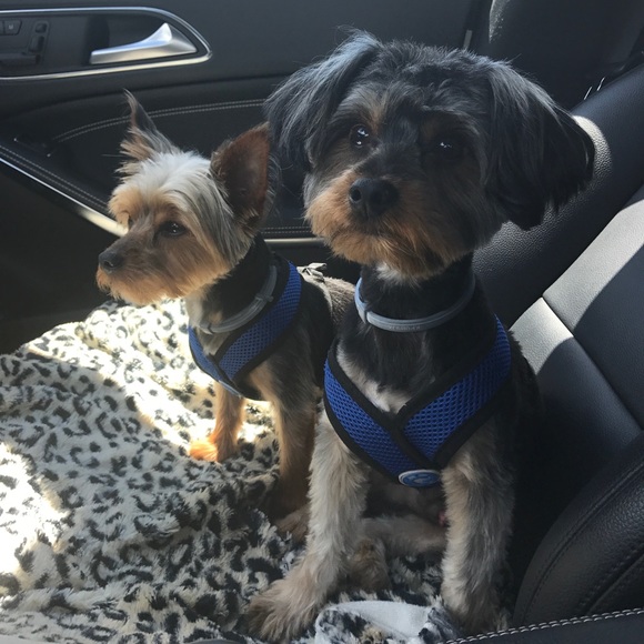 Meet your Posher, Ana - Picture 6 of 6